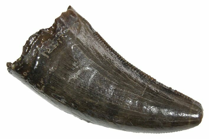 Serrated, Tyrannosaur (Nanotyrannus) Tooth - Montana #350410